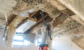 Best Basement Mold Removal  in Oak Grove, AL